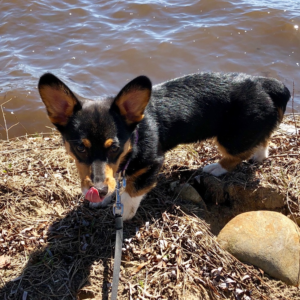 Meet your Posher, Sydney